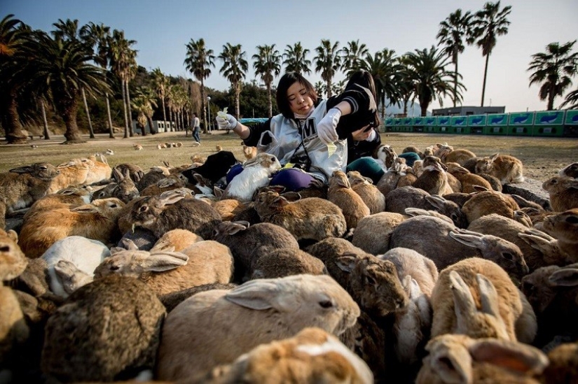 Here it is, rabbit paradise in Japan