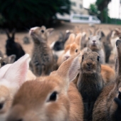 Here it is, rabbit paradise in Japan