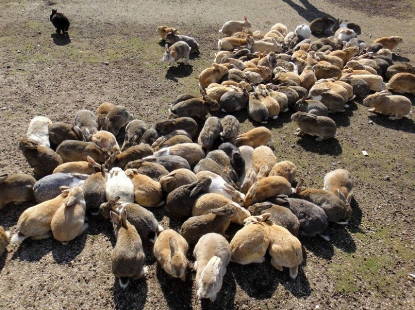 Here it is, rabbit paradise in Japan