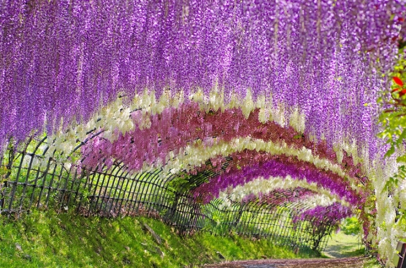 Hermoso como un cuento de hadas: fascinantes túneles de glicinas en Japón