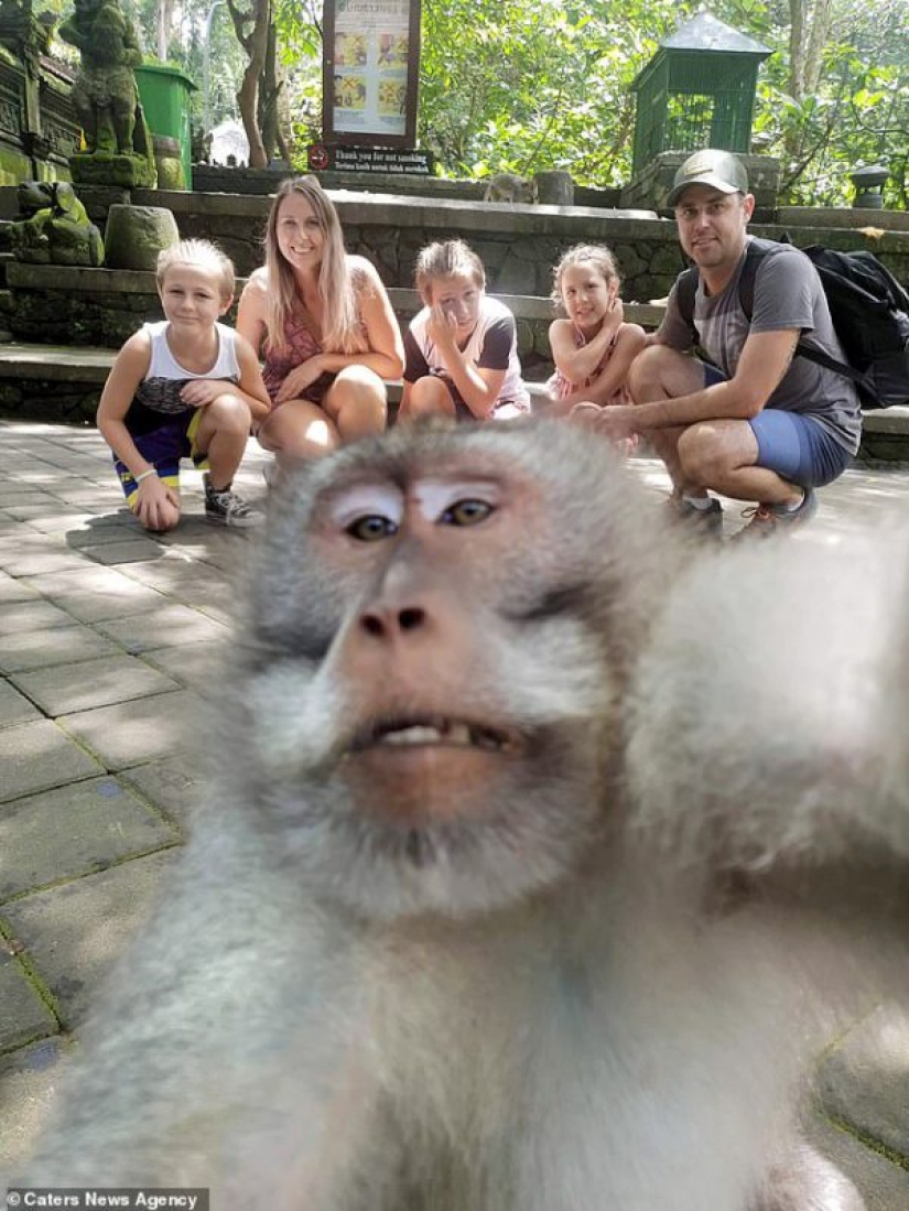 Higos para ti, no selfies! Un mono en Bali hizo una toma épica con turistas