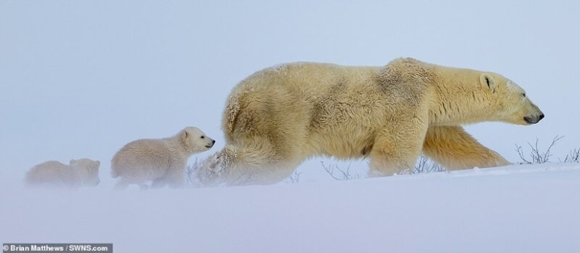 Hola, a los osos! El fotógrafo tuvo la suerte de capturar algunas imágenes impresionantes de el oso blanco con cachorros