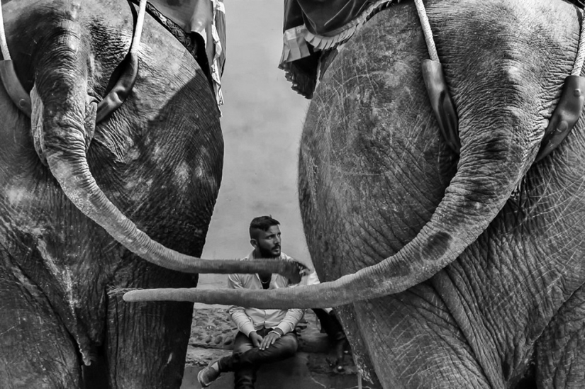 Honest and poignant: footage of an Indian photographer capturing animals