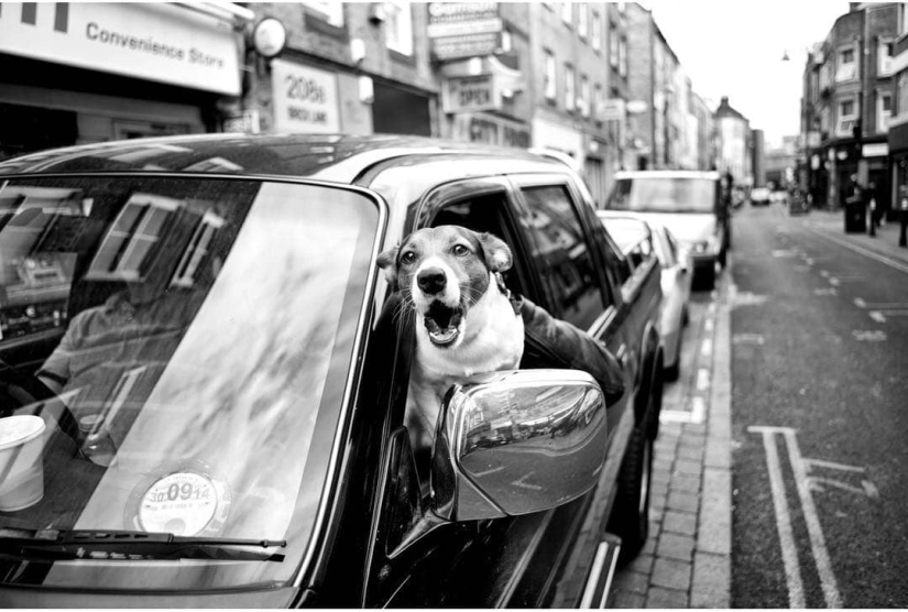 Honest dog eyes: a British man photographs dogs in different countries of the world