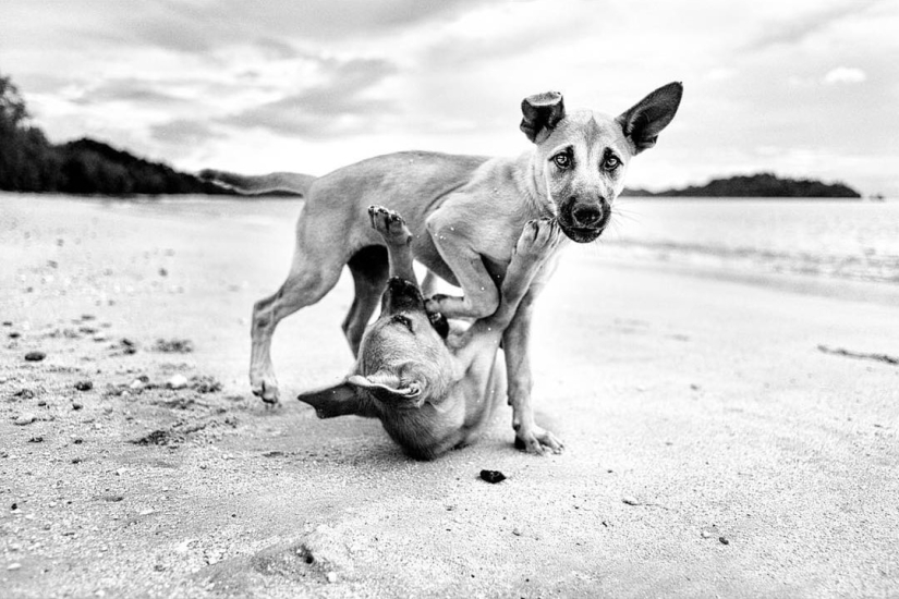 Honest dog eyes: a British man photographs dogs in different countries of the world