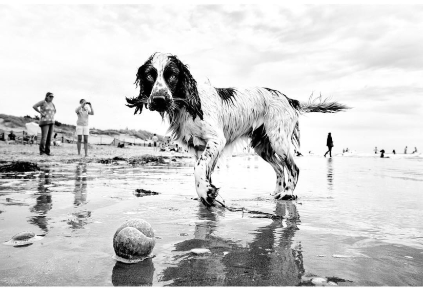 Honest dog eyes: a British man photographs dogs in different countries of the world