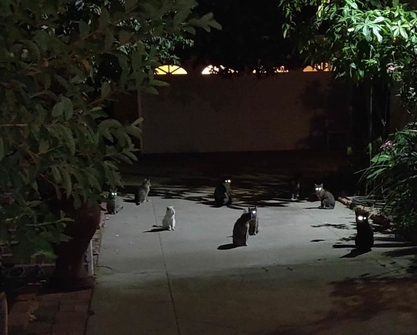 Horror en las alas de la noche: 40 gatos y perros que parecen haber venido de sueños terribles