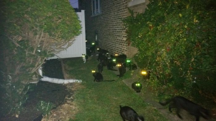 Horror on the wings of the night: 40 cats and dogs that seem to have come from terrible dreams