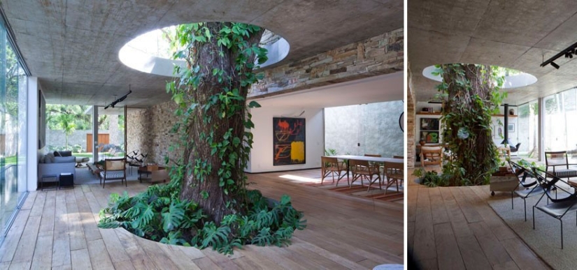Houses whose architects refused to cut down trees