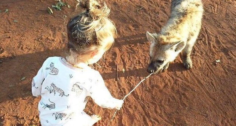 How a 2-year-old baby made friends with wild hyenas