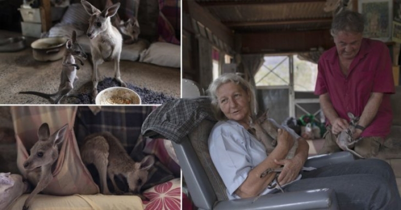 How a couple from Australia take care of 60 kangaroos and sew handbags for kangaroos