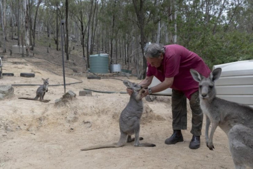 How a couple from Australia take care of 60 kangaroos and sew handbags for kangaroos