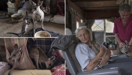 How a couple from Australia take care of 60 kangaroos and sew handbags for kangaroos