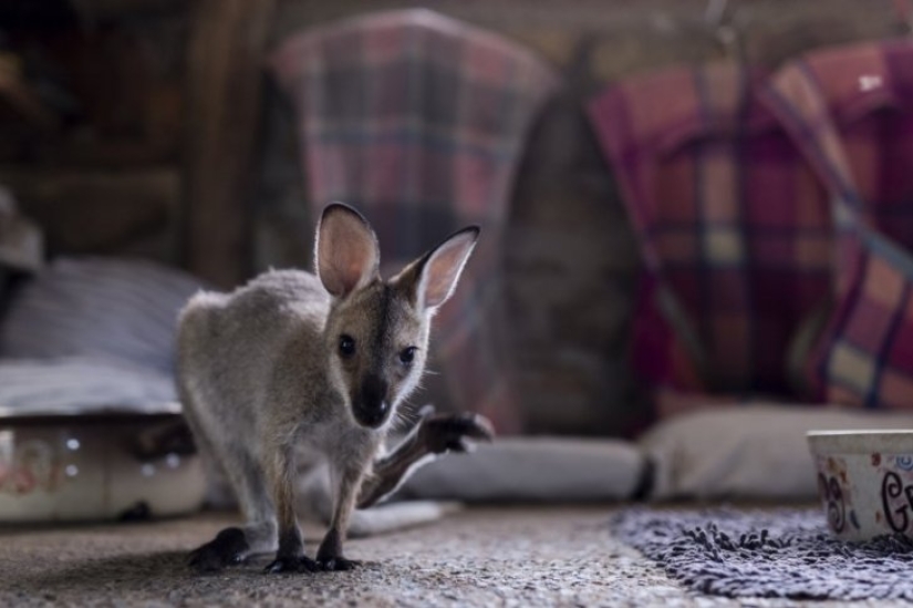 How a couple from Australia take care of 60 kangaroos and sew handbags for kangaroos