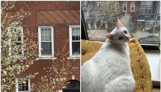 How a guy and a girl from New York met thanks to a cat and quarantine