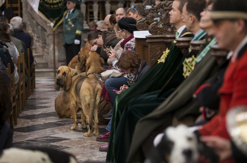 How animals are blessed in Belgium