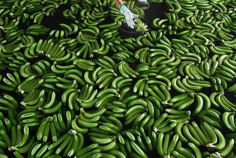 How bananas are grown and harvested