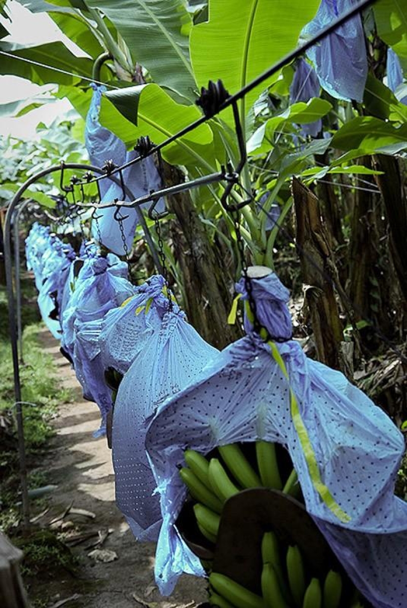 How bananas are grown and harvested