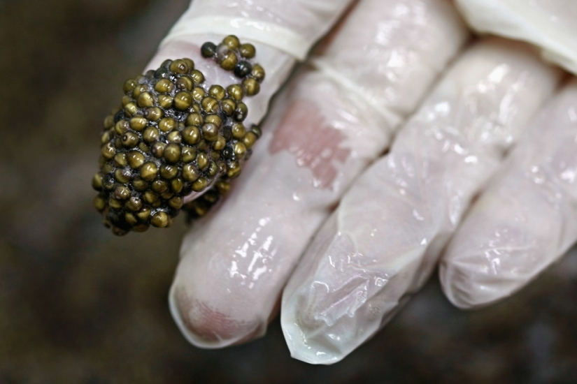 How black caviar is produced in Israel