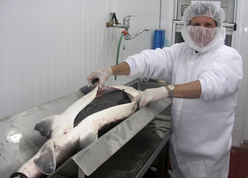 How black caviar is produced in Israel