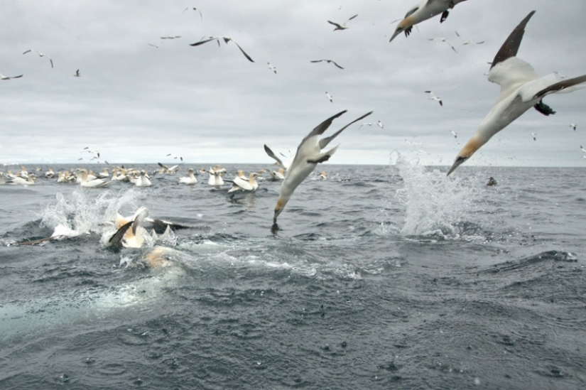 How boobies fish off the coast of the Shetland Islands