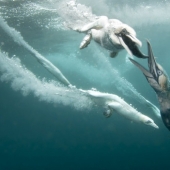 How boobies fish off the coast of the Shetland Islands