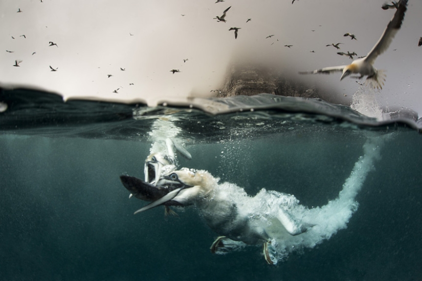 How boobies fish off the coast of the Shetland Islands