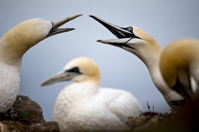 How boobies fish off the coast of the Shetland Islands