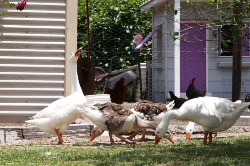 How Buying Geese Can Turn Life into a Real Hell