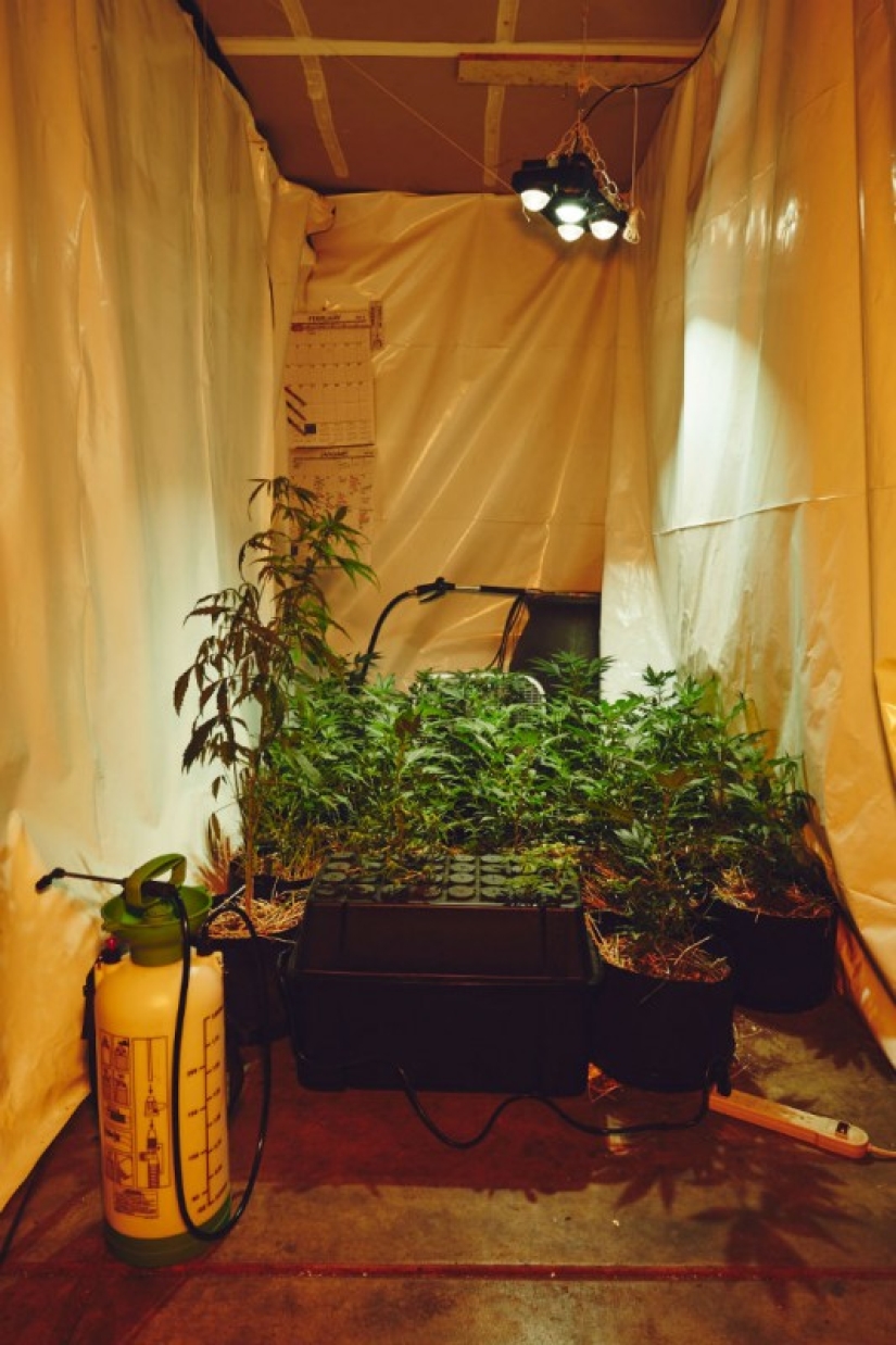 How California Nuns Grow marijuana