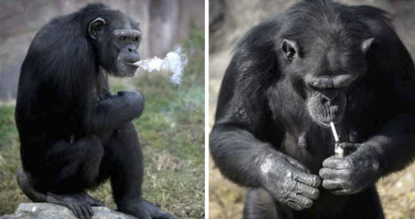 How chimpanzee Azalea from North Korea quit smoking