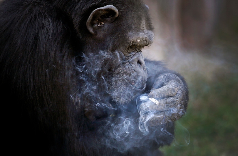 How chimpanzee Azalea from North Korea quit smoking