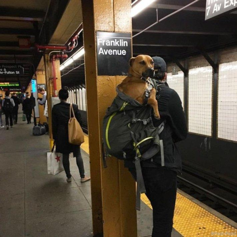 How cunning New Yorkers circumvent the ban on dogs on the subway