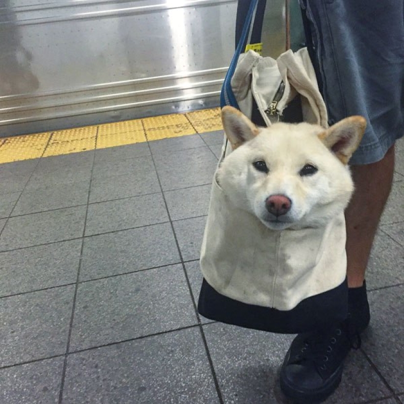 How cunning New Yorkers circumvent the ban on dogs on the subway