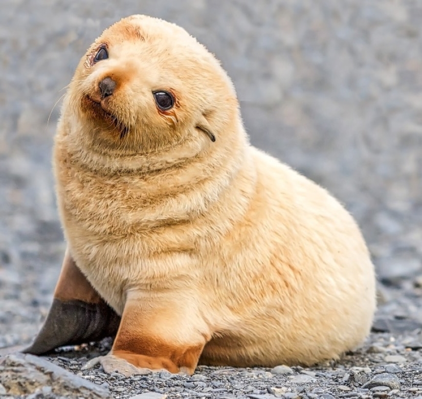 How cute! 10+ young animals that will not let you be sad