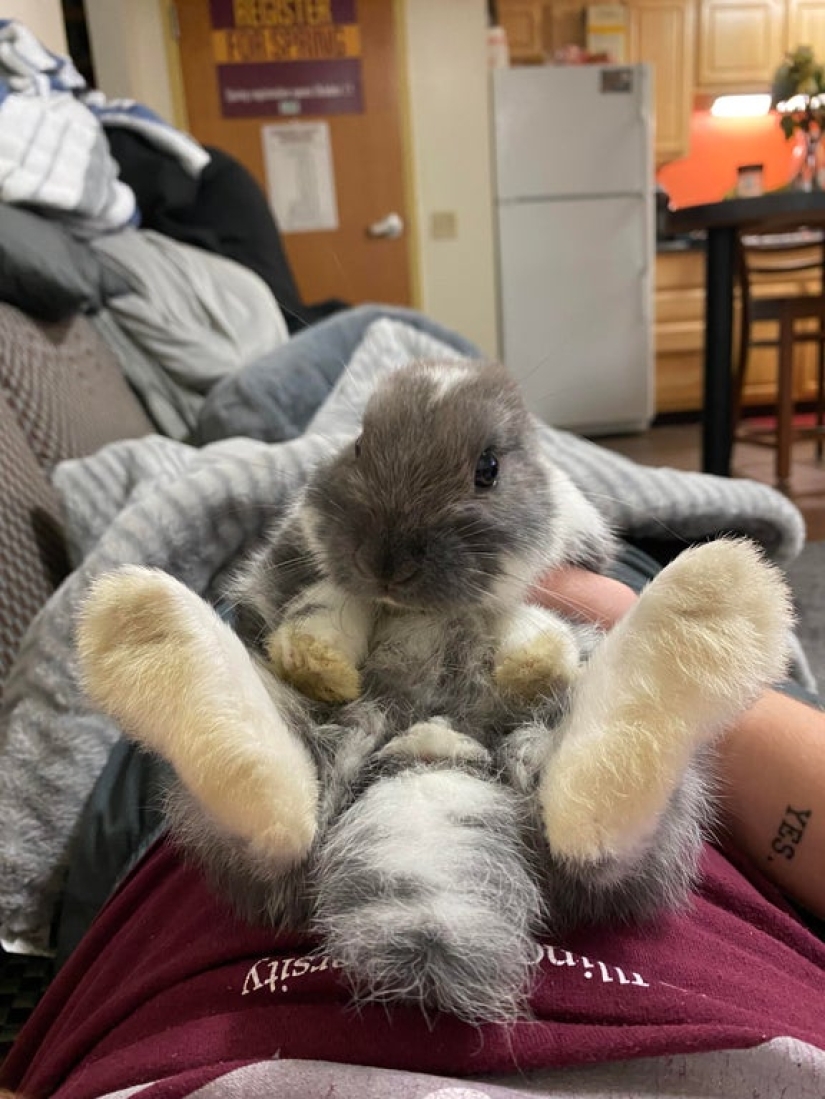 "How cute they are!": 22 photos of baby animals that will make you smile