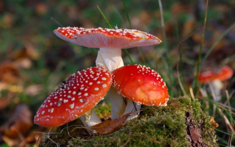 How did the fly agaric get its name and does it actually kill flies?