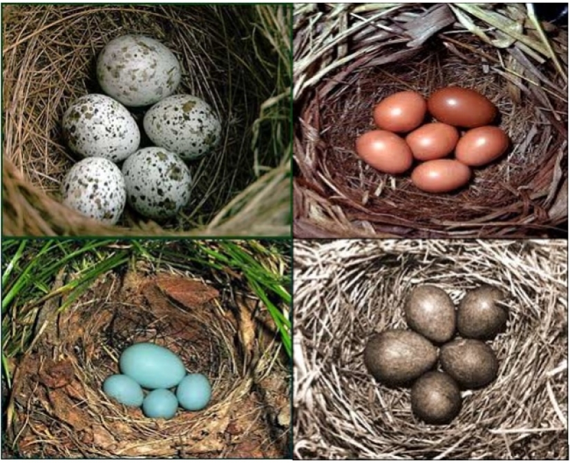 How does a cuckoo manage to throw eggs into other people's nests