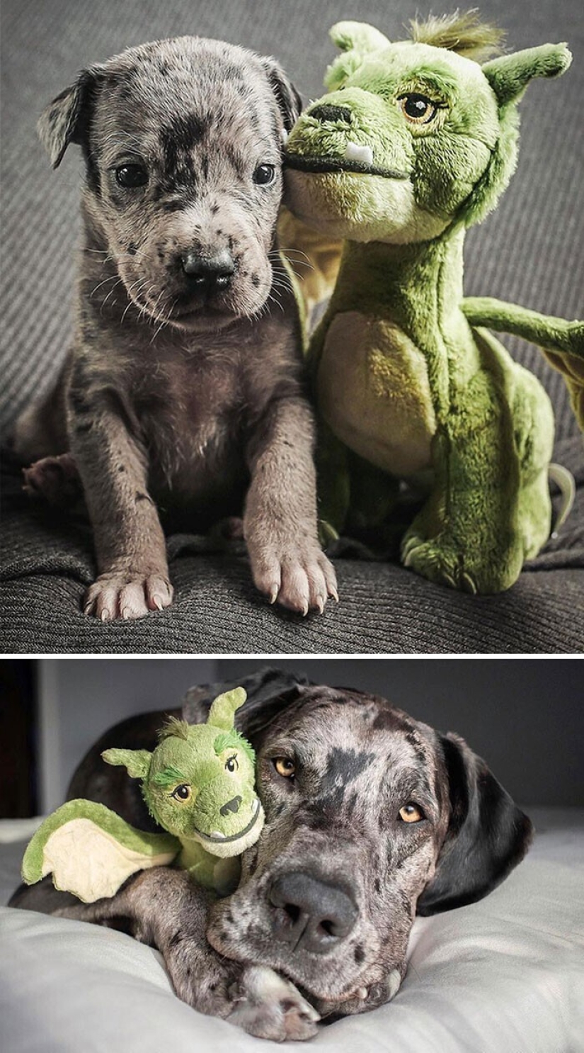 How fast they grow: 30 photos with dogs in the style of "then and now"