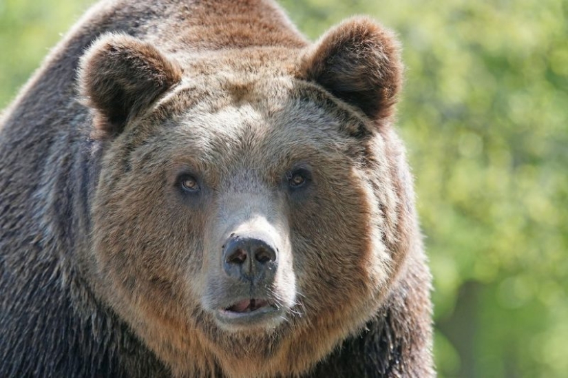 How harsh Siberians are: a resident of Tyva fought off a bear by biting off his tongue