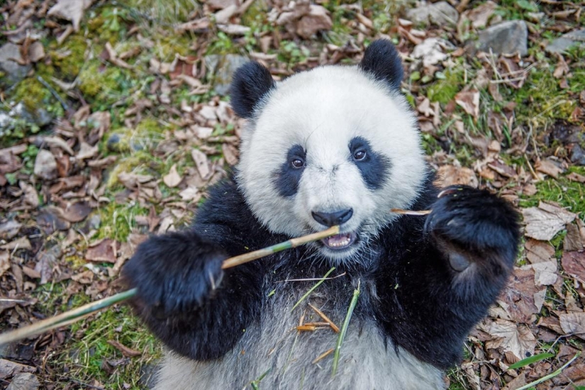 How pandas are raised in Sichuan Province