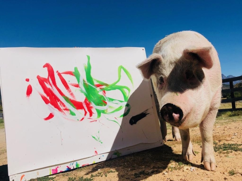 How Pigcasso lives and creates - the most gifted pig in the world