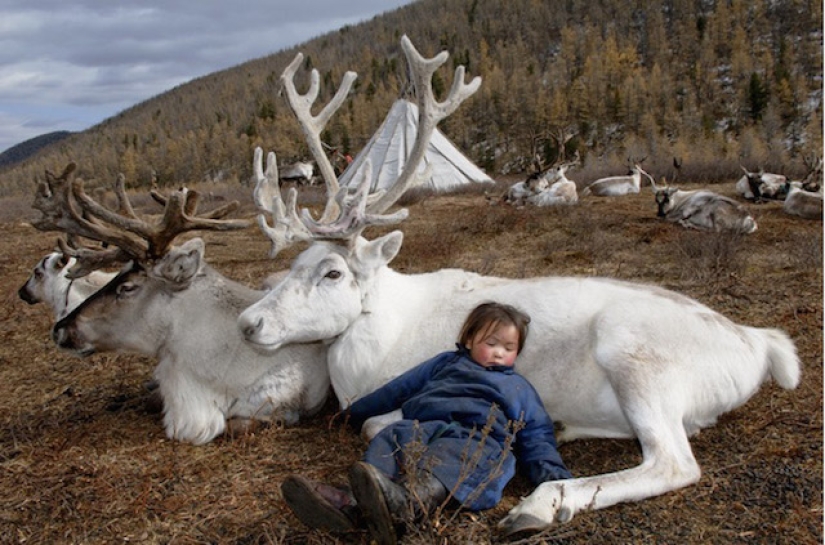 How the endangered tribe of reindeer herders from Mongolia lives