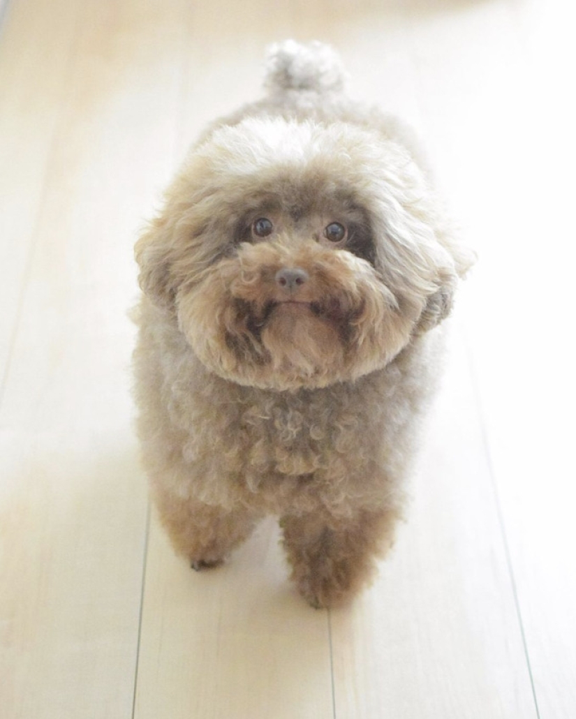 How the fluffy dog Scoobert won the hearts of social media users