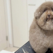 How the fluffy dog Scoobert won the hearts of social media users