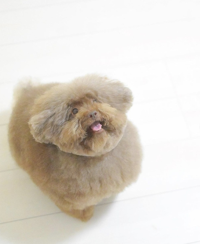 How the fluffy dog Scoobert won the hearts of social media users