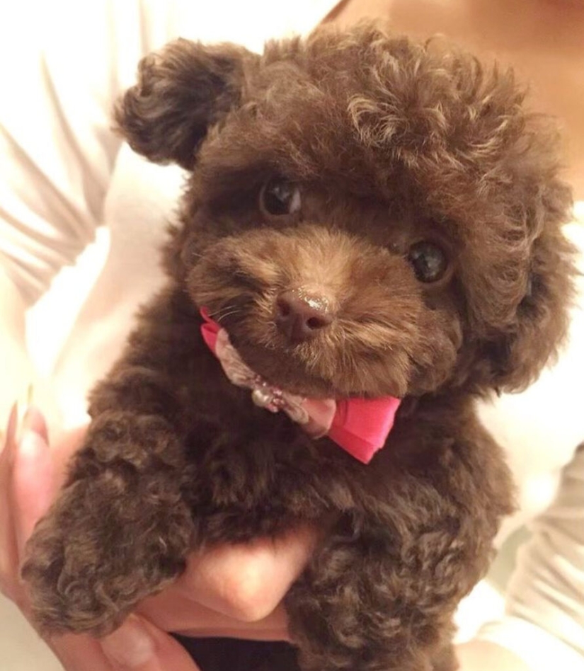 How the fluffy dog Scoobert won the hearts of social media users