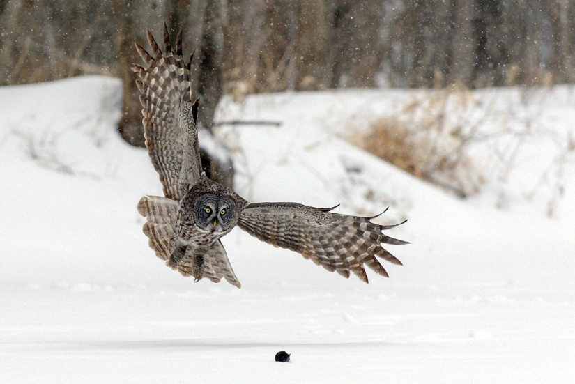 How the owl caught the mouse