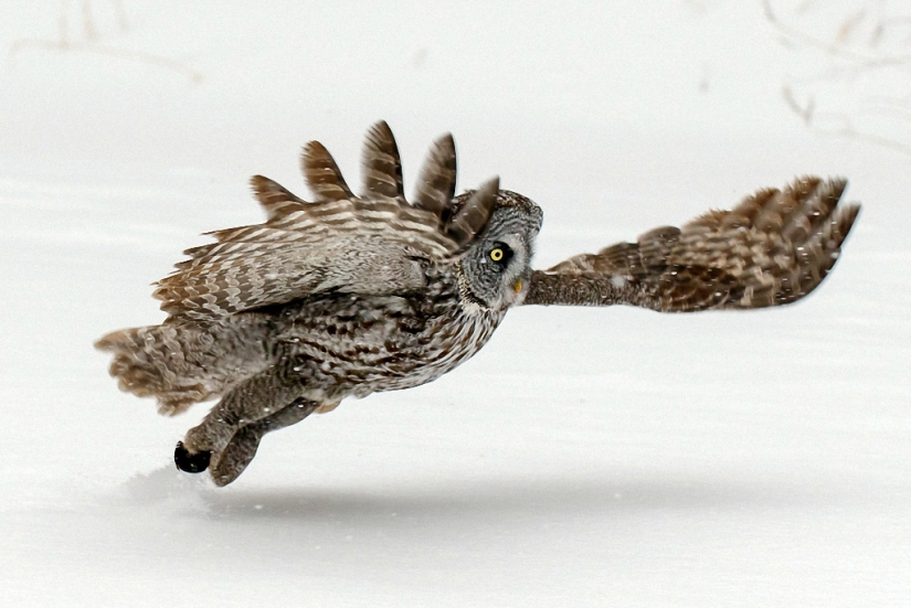 How the owl caught the mouse