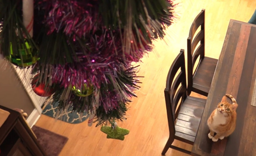 How to protect a Christmas tree from harmful and audacious pets